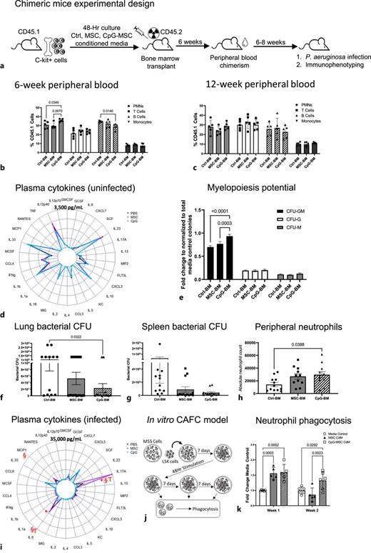 Chimeric mice repopulated with CpG-bone marrow have increased myelopoiesis and improved bacterial clearance after Pseudomonas aeruginosa pulmonary infection. a Schematic of experimental model. C-kit+ cells were harvested from CD45.1-expressing CByJ.SJL(B6)-Ptprca/J mice and cultured ex vivo for 48 h in StemSpan SFEM II and 30% of (1) alpha-MEM media control, (2) MSC-conditioned media (CdM), or (3) CpG-MSC-CdM. CD45.2-expressing wild-type BALB/cJ mice were lethally irradiated with 9 Gy in 2 divided doses, and 1.5–2 × 105 c-kit+ cells from the above conditions in 150 µL PBS were injected retro-orbitally. Peripheral blood chimerism was determined 6 weeks after transplantation. Functional studies, including intranasal P. aeruginosa infection, was performed 12–14 weeks after transplantation. Peripheral blood chimerism 6 weeks (b) (n = 5 mice per group) and 12 weeks (c) (n = 5 mice per group) after bone marrow transplantation. There was an increase in the proportion of neutrophils in the peripheral blood of mice that received c-kit+ cells cultured with CpG-MSC-CdM (CpG-BM), compared to MSC-CdM (MSC-BM), and media control (Ctrl-BM) 6 weeks after transplantation. Data were analyzed by 2-way analysis of variance (ANOVA), interaction p = 0.003, and significant comparisons by Bonferroni’s multiple comparisons test are denoted on the graph (Ctrl-BM vs. CpG-BM neutrophils, p = 0.0349; MSC-BM vs. CpG-BM neutrophils, p = 0.0070; Ctrl-BM vs. CpG-BM B cells, p = 0.0146). At 12 weeks after transplantation, there was no significant difference in the peripheral blood cell populations. d Radar plot showing the mean value of plasma Luminex cytokines in uninfected chimeras (n = 5 in Ctrl-BM [●] and MSC-BM [●], n = 4 in CpG-BM [●]). e 1,000 c-kit+ cells isolated from the bone marrow chimeric mice (n = 6 per group) 12–16 weeks after transplantation were seeded into methylcellulose media. Cultures were grown for 9 days prior to blinded manual determination of CFU containing granulocyte macrophages (CFU-GM, black bars), granulocytes (CFU-G, white bars), or macrophages (CFU-M, gray bars). Data were assessed by two-way ANOVA, interaction p = 0.0009. Significant comparisons of CFU-GMs by Bonferroni’s multiple comparisons test are denoted on the graph (Ctrl-BM vs. CpG-BM, p < 0.0001; MSC-BM vs. CpG-BM, p = 0.0003). Sixteen weeks after bone marrow transplantation, chimeras were intranasally infected with 1–1.5 × 107 CFU of Pseudomonas (P.) aeruginosa and sacrificed 24 h after infection. The whole left lung (f) and whole spleen (g) were removed from mice transplanted with CpG-BM (n = 13, ▲), MSC-BM (n = 12, ■), or Ctrl-BM (n = 12, ●), homogenized in 1 mL PBS and plated on onto LB agar overnight prior to quantification of organ bacterial colonies. Data were assessed by one-way ANOVA (lung bacterial organ CFU interaction p = 0.0347, spleen bacterial organ CFU interaction p = 0.3278). Significant comparisons of lung bacterial organ CFU by Bonferroni’s multiple comparisons test are denoted on the graph (Ctrl-BM vs. CpG-BM, p = 0.0322). h Peripheral blood neutrophils were assessed in infected chimeras by flow cytometry. Data were assessed by one-way ANOVA, interaction p = 0.0274. Significant comparisons by Bonferroni’s multiple comparisons test are denoted on the graph (Ctrl-BM vs. CpG-BM, p = 0.0388). i Radar plot showing the mean value of plasma Luminex cytokines in infected chimeras (n = 5 Ctrl-BM [●] and CpG-BM [●], n = 3, MSC-BM [●]). Data were analyzed by 2-way ANOVA, interaction p < 0.0001. Significant comparisons by Bonferroni’s multiple comparisons test are denoted on the graph (Ctrl-BM vs. CpG-BM [* p = 0.0027 for IL-17A, p < 0.0001 for IL-6], Ctrl-BM vs. MSC-BM [Ƭp < 0.001 for IL-17A, p = 0.0449 for IL-6], MSC-BM vs. CpG-BM [§p = 0.008 for MCP-1, p < 0.0001 for IL-17A, p < 0.001 for IL-6]). j Schematic of the in vitro cobblestone area-forming assay (CAFC) for assessing the influence of MSC- and CpG-MSC-CdM on neutrophil function. k Neutrophils derived from LSK cells stimulated by media control (○, white bar), MSC-conditioned media (CdM) (▲, gray bar), and CpG-MSC-CdM (□, striped bar) were co-cultured with P. aeruginosa expressing green fluorescent protein for 2 h, and phagocytosis was assessed by flow cytometry. Data were analyzed by 2-way ANOVA, interaction p = 0.0016. Significant comparisons by Bonferroni’s multiple comparisons test are denoted on the graph. LB, Luria Broth.