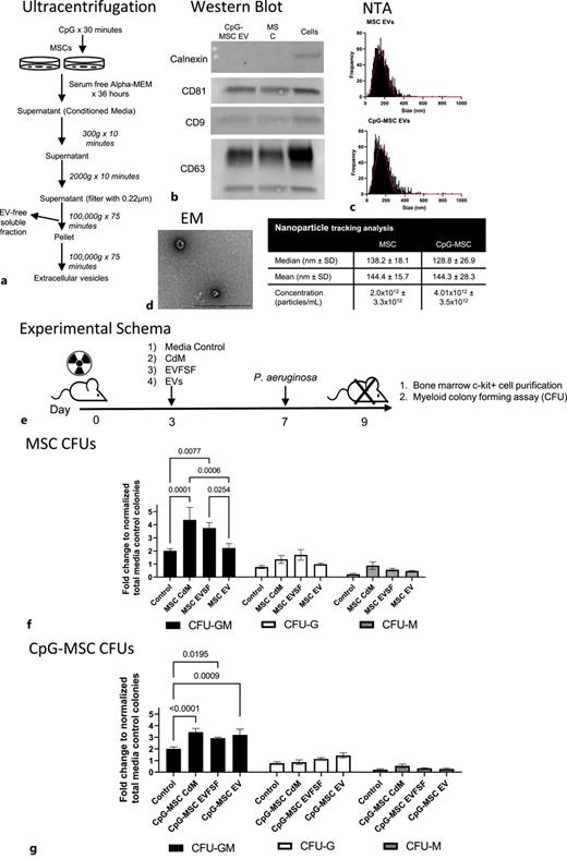 Both the EVFSF and EVs in CdM from CpG-MSCs augment emergency granulopoiesis. a Ultra-centrifugation protocol for the preparation of EV and the EVFSF from the same starting CdM. b The EV fraction from MSCs and CpG-MSCs were analyzed by Western blot for calnexin (negative control), CD81, CD9, and CD63, with whole cell protein as positive control. c Nanoparticle tracking analysis (NTA) of EV characteristics and size distribution of MSC EVs and CpG-MSC EVs. d Transmission electron microscopy image demonstrating CpG-MSC EV morphology. Scale bar represents 100 nm. e Schematic of experimental model. Mice received a sublethal dose of irradiation (5 Gy) on day 0. On day 3, mice were given 150 µL of either (1) alpha-MEM media control, (2) CdM from 5 × 105 MSC or CpG-MSCs, (3) EV-free soluble fraction (EVFSF) from 5 × 105 MSC or CpG-MSCs, or (4) EVs from 5 × 105 MSCs or CpG-MSCs. On day 7, mice were infected intranasally with P. aeruginosa, and sacrificed 2 days after infection to isolate c-kit+ cells for a myeloid colon-forming assay. f Myeloid differentiation and proliferation potential of c-kit+ cells (n = 6 per group) from infected and irradiated mice given MSC-CdM, MSC EVSF, MSC EVs, or media control as measured by CFU-GM (black bar), CFU-G (white bar), and CFU-M (gray bar). Data were analyzed by 2-way ANOVA, interaction p = 0.0714, row factor p = 0.0002. g Myeloid differentiation and proliferation potential of c-kit+ cells (n = 6 per group) from infected and irradiated mice given CpG-MSC-CdM, CpG-MSC EVSF, CpG-MSC EVs, or media control. Data were analyzed by 2-way ANOVA, interaction p = 0.0214. f, g Significant comparisons by Bonferroni’s multiple comparisons test are denoted on the graphs.