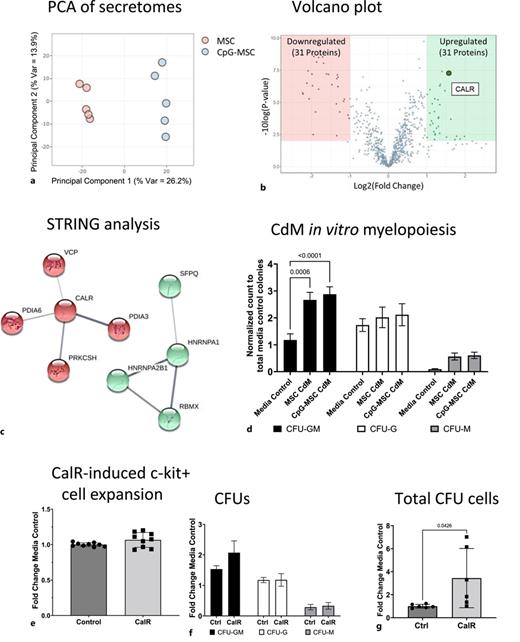Proteomic analysis of CpG-MSC- and MSC-CdM identifies soluble calreticulin as a mediator of neutrophil-trained immunity. a Principal component analysis (PCA) of MSC (pink, n = 5) and CpG-MSC (blue, n = 5) protein secretomes. b Volcano plot demonstrating up-(green) and down-(red) regulated proteins from CpG-MSC-CdM compared to MSC-CdM (p < 0.01, fold change >2). The complete list of proteins identified as significant are listed in online supplementary Table 4. c STRING analysis of 9 of the top 15 upregulated proteins demonstrating two physical subnetworks, where the nodes indicate proteins and the edges indicate physical interactions that have been described by text mining of experiments or databases. The thickness of the edge indicates the strength of the data support. Protein-protein interaction (PPI) enrichment p value = 5.76e−06. CALR, calreticulin; HNRNPA1, heterogenous nuclear ribonucleoprotein A1; HNRNP2B1, heterogenous nuclear ribonucleoproteins A2/B1; PDIA3, protein disulfide-isomerase A3; PDIA6, protein disulfide-isomerase A6; PRKCSH, protein kinase c substrate 80k-h; SFPQ, splicing factor, proline- and glutamine-rich; RBMX, heterogenous nuclear ribonucleoprotein g; VCP, transitional endoplasmic reticulum ATPase. d Myeloid differentiation and proliferation potential of lineage-negative c-kit+ HSCs cultured in StemSpan and 20% media control, MSC-CdM, or CpG-MSC-CdM for 48 h (n = 6 per group). Data were analyzed by 2-way ANOVA, interaction p = 0.0675, row factor p = 0.0003. Significant comparisons by Bonferroni’s multiple comparisons tests were performed and denoted on the graph. e The number of lineage-negative, c-kit+ hematopoietic stem cells in vitro after 48 h stimulation with media control or calreticulin. Data were analyzed by unpaired t test, p = 0.0848. f C-kit+ cells were cultured in methylcellulose and colonies were quantified. Data were analyzed by 2-way ANOVA, interaction p = 0.7046. g Total cells from the colony-forming assay plate were quantified by flow cytometry. Data were analyzed by unpaired t test, p = 0.0426.