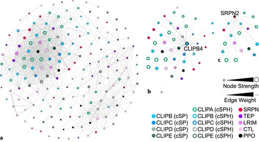 Gene co-expression network of genes with putative roles in melanization (AgMelGCN). a The network topography of AgMelGCN contains 178 nodes and 1,229 edges. Of all annotated putative CLIP serine proteases, CLIPB4 has the highest node degree in the network and is co-expressed with SRPN2. b Genes in the network that are co-expressed with CLIPB4, which includes SRPN2. c Genes in the network that are co-expressed with SRPN2, which includes CLIPB4. The position of every node in the network visualization is identical in all three panels.