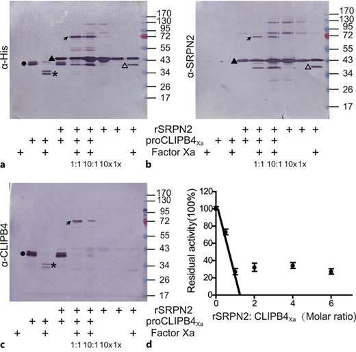 SRPN2 forms SDS-stable complex with CLIPB4 and inhibits its activity. a, b, c Detection of CLIPB4-SRPN2 complex by immunoblot analysis. Recombinant proCLIPB4Xa was activated by factor Xa, and then incubated with recombinant SRPN2 with a molar ratio of 1:1 or 10:1 (rSRPN2:proCLIPB4Xa) at RT for 15 min. The mixtures were subjected to 12% SDS-PAGE followed by immunoblot analysis with mouse anti-His (a) or rabbit anti-SRPN2 (b) or rabbit anti-CLIPB4 (c) antibodies. Circles, proCLIPB4Xa zymogen; asterisks, catalytic domain of CLIPB4Xa; solid triangles, recombinant SRPN2; hollow triangles, truncated SRPN2; arrows, CLIPB4/SRPN2 complex. d Stoichiometry of SRPN2 inhibition of CLIPB4. Factor Xa-activated CLIPB4 was incubated with recombinant SRPN2 at various molar ratios at RT for 15 min. Residual activities of CLIPB4 were measured with IEARpNA as substrate and plotted as mean ± 1 SD (n = 3) against the corresponding molar ratios of rSRPN2 and proCLIPB4Xa.