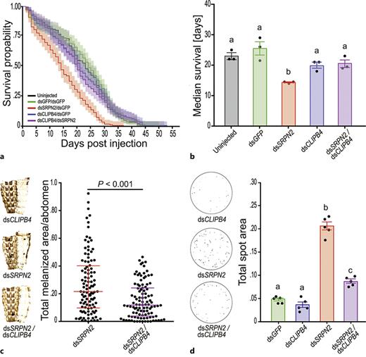 dsCLIPB4 partially recovers the phenotype of SRPN2 depletion. aCLIPB4kd alone did not affect survival rates but reverted the increased mortality induced by SRPN2 depletion. Survival curves were plotted as means with 95% confidence intervals (n = 3). b Median survivals in days were plotted (mean ± 1 SEM) based on results shown in (a); statistically significant differences are indicated by different letters (one-way ANOVA followed by Newman-Keuls test, p < 0.01). c Total melanotic area per abdomen decreased due to dsCLIPB4 in SRPN2-depleted genetic background. Medians and interquartile ranges are marked (n = 104, 5 biological replicates), and statistical analysis was performed with the Mann-Whitney U test. d SRPN2 depletion increased melanotic excreta, which was tempered partially by dsCLIPB4 treatment. Left panel shows examples for processed (thresholded) filter paper images. Data are shown as dots for individual replicates, bars represent means ± 1 SD (n = 5); data were distributed normally (Shapiro-Wilk test, p < 0.0001), and statistically significant differences are indicated by different letters (one-way ANOVA followed by Newman-Keuls test, p < 0.01).