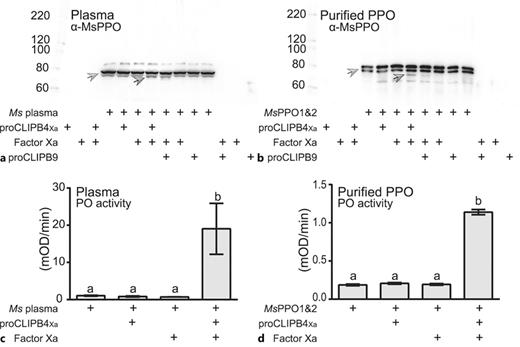 CLIPB4 cleaves and activates M. sexta PPO1&2. Factor Xa-activated proCLIPB4Xa cleaves MsPPO1&2 in plasma (a) and purified protein (b), detected by immunoblot using rabbit anti-MsPPO1&2 antibody. The light and dark gray arrows indicate the larger isoforms of full and cleaved MsPPO1&2, respectively. CLIPB9 cleavage of M. sexta PPO was used as a positive control. The cleavage by CLIPB4 leads to increased PO activity in plasma (c) and with purified PPO protein (d). Bars represent mean ± 1 SD (n = 3); statistically significant differences are indicated by different letters (one-way ANOVA followed by Newman-Keuls test, p < 0.05).