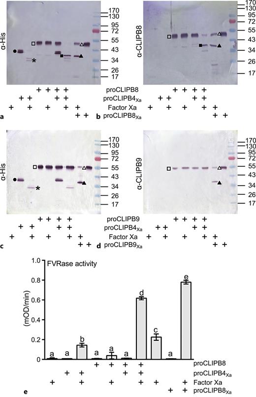 CLIPB4 activates B8, not B9. Recombinant proCLIPB4Xa was activated by factor Xa, and subsequently incubated with 100 ng of recombinant proCLIPB8 or proCLIPB9 at RT for 15 min. Samples were subjected to 12% SDS-PAGE followed by immunoblot with mouse anti-His (a, c), rabbit anti-CLIPB8 (b), and rabbit anti-CLIPB9 (d) antibodies, respectively. In parallel, 100 ng of factor Xa-activated proCLIPB8Xa or proCLIPB9Xa were used as positive controls. Circles, proCLIPB4Xa zymogen; asterisks, catalytic domain of CLIPB4; hollow squares, recombinant proCLIPB8 or proCLIPB9 zymogen; solid squares, catalytic domain of proCLIPB8; hollow triangles, proCLIPB8Xa or proCLIPB9Xa zymogen; solid triangles, catalytic domain of proCLIPB8Xa or proCLIPB9Xa. e 72 ng of factor Xa-activated proCLIPB4Xa was incubated with 450 ng of recombinant proCLIPB8 at RT for 1 h, and the catalytic activity of CLIPB8 was determined using FVR as substrate; 450 ng of factor Xa-activated proCLIPB8Xa was used as a positive control. The bars represent mean ± 1 SD (n = 3); statistically significant differences are indicated by different letters (one-way ANOVA followed by Newman-Keuls test, p < 0.05).