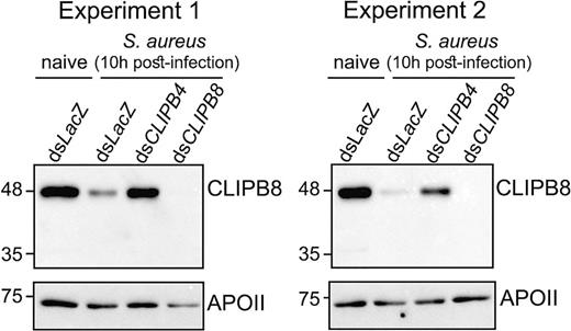CLIPB4 is required for infection-induced depletion of CLIPB8 from the hemolymph of An. gambiae. Female mosquitoes were treated by dsLacZ, dsCLIPB4, and dsCLIPB8. Post-recovery, mosquitoes were challenged by S. aureus (OD600 = 0.8). Ten hours postinfection, hemolymph was collected by proboscis clipping, separated by SDS-PAGE, and subjected to immunoblot using rabbit anti-CLIPB8 and rabbit anti-APOII antibodies. Results were shown from two independent experiments.