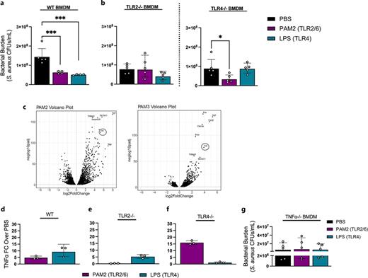 TLR-induced TNF is required for improved macrophage clearance of S. aureus.a WT BMDMs, (b) TLR2−/− and TLR4−/− BMDMs were treated with either 1 μg/mL PAM2, LPS, or equal volume PBS for 12 h followed by S. aureus infection for 5 h (MOI 2:1). Bacterial burdens (CFUs) were determined after overnight incubation on TSA plates. Results shown in panels A and B were obtained from 5 independent experiments per cell line. Each data point represents the average of two technical replicates per experiment. A ROUT outlier test was performed and identified outliers were removed from the datasets prior to statistical analysis. Statistical analysis was performed with ordinary one-way ANOVA: ***p = 0.0009 for PBS vs. PAM2-treated WT BMDMs, ***p = 0.0003 for PBS vs. LPS treated WT BMDMs), *p = 0.0148 for PBS vs. PAM2-treated TLR4−/− BMDMs). c WT mice were intratracheally inoculated with 100 μL of either 10 μg PAM2, PAM3, or equal volume PBS. Lung homogenates collected 6 h post-inoculation were processed and analyzed by RNA sequencing. Volcano plots were generated in R studio. d–f TNF transcript 3 h following PAM2 or LPS stimulation of immortalized murine WT BMDMs (d), TLR2−/− BMDMs (e), and TLR4−/− BMDMs (f). Data were normalized to reference gene β-actin, and fold change was calculated using ΔΔCT method. Results were obtained from 3 independent experiments that had three technical replicates each. Each data point represents the average of three technical replicates. g Primary TNF−/− BMDMs were treated with either 1 μg/mL PAM2, LPS, or equal volume PBS for 12 h followed by S. aureus infection for 5 h (MOI 2:1). Bacterial burdens (CFUs) were determined after overnight incubation on TSA plates. Data were obtained from BMDMs isolated from 5 mice. BMDMs from each mouse were run as an independent assay which contained 2 technical replicates. Each data point represents the average of two technical replicates.
