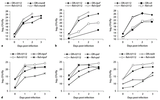 Fig. 3. In vivo proliferation of F. novicida U112 and U112-derived mutant strains in wild-type (OR) or in RelishE20 immune deficient (Rel) D. melanogaster flies. a–c Flies were infected by injection. d–f Flies were infected by pricking. Median values of three independent experiments are shown based on homogenates from 5 flies per sample and time point. For statistical analysis of the data see online supplementary tables S2 and S3.