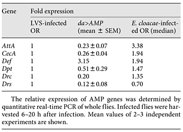 Relative expression of AMP genes in noninfected da>AMP flies and in wild-type flies (OR) infected with E. cloacae, compared to LVS-infected OR