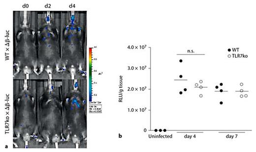 Fig. 5. a Absence of TLR7 does not influence the lung IFN-β response following IAV infection. WT and TLR7ko IFN-β+/Δβ-luc reporter mice were intranasally infected with 0.04 LD50 IAV PR8 and induction of luciferase activity was assessed in vivo. One representative of n ≥3 tested animals per mouse strain is shown. b WT (closed circles) and TLR7ko (open circles) IFN-β+/Δβ-luc reporter mice were sacrificed at the indicated time points following IAV infection. Luciferase activity in lungs was quantified ex vivo and is shown as relative light units (RLU)/g tissue for individual mice from one representative out of two experiments. Data were compared by an unpaired, two-sided t test.