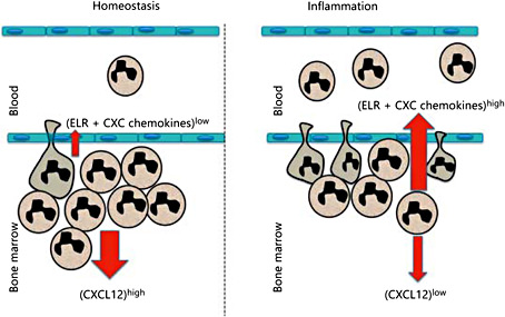 Fig. 1. Neutrophil mobilization from the bone marrow during homeostasis and inflammation. During homeostasis, the high concentrations of CXCL12 produced by CAR cells and osteoblasts in the bone marrow act to retain neutrophils in the bone marrow via CXCR4 expressed on neutrophils, whilst low concentrations of ELR+ CXC chemokines expressed on endothelial cells and produced by megakaryocytes allow steady-state mobilization of neutrophils via CXCR2. During inflammation, the concentration of CXCR2 ligands increases in the blood while CXCL12 expression in the bone marrow decreases, allowing increased neutrophil migration towards ELR+ CXC chemokines.