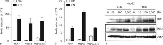 Fig. 3. The baseline expression and induction of IFIT1 and IFIT2 by IFN in hepatoma cell lines. Huh7, HepG2 and HepG2.2.15 cells were treated with IFN-α or left untreated for 24 h. The total RNA and protein were extracted. The IFIT1 and IFIT2 expressions were analyzed by real-time RT-PCR (a, b) and Western blot (HepG2 cells; c).