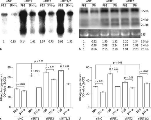 Fig. 5. Role of IFIT1 and IFIT2 in the antiviral effect of IFN-α. Huh7 cells were transfected with siControl, siIFIT1 or siIFIT2, incubated for 24 h, then reseeded into 6-well plates. Second transfections with pSM2 and siRNAs were performed the next day. IFN-α was added to the medium following pSM2 transfection and maintained for 4 days. Core-associated HBV DNA in cells were extracted and analyzed by Southern blot (a), and HBV RNAs were analyzed by Northern blot (b). The numbers below the blot images show the relative intensities of specific HBV DNA and RNA species in the blots. The 18S rRNA was used for the normalization of samples used for the Northern blot. The HBsAg and HBeAg secreted in the supernatant were detected by CMIA (c, d). The p value is indicated when the difference was statistically significant.