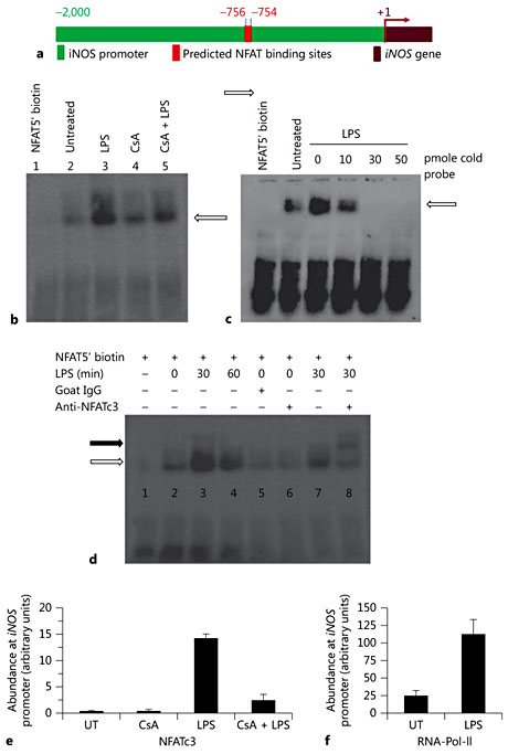 Fig. 3. DNA binding activity of NFATc3 is directly involved in transcriptional regulation of iNOS. a Schematic representation of the iNOS promoter (approx. 2-kb genomic region) representing cognate NFATc3 binding sites. b BMDM were treated with LPS and/or CsA for 30 min; nuclear extracts were prepared as described in Materials and Methods, and an equal amount of extract was incubated with biotin-labeled double-stranded DNA containing a consensus binding site for NFAT. The NFAT protein-DNA complex was resolved on a 5% native acrylamide gel, transferred onto a Nylon membrane and developed using a Pierce chemiluminescent detection kit. c Equal amounts of nuclear extract protein were incubated with biotin-labeled double-stranded DNA containing a consensus binding site for NFAT, competing against the unlabeled (cold) probe in increasing molar concentrations and processed as described in (b). d The specificity of DNA binding was determined using NFATc3 antibody, included in the oligo-protein reaction mixture. The black arrow represents the super shift band, and white arrows represent binding activity of the NFAT probe. e, f Recruitment of NFATc3 to iNOS promoter was assessed by ChIP. The eluted DNA was subjected to real-time PCR, and the abundance of NFATc3 (e) and RNA Polymerase II (RNA-Pol-II; f) at the iNOS promoter was calculated using the ratio of amplification efficiency (crossing point value) of the sample over nonimmune IgG. UT = Untreated.