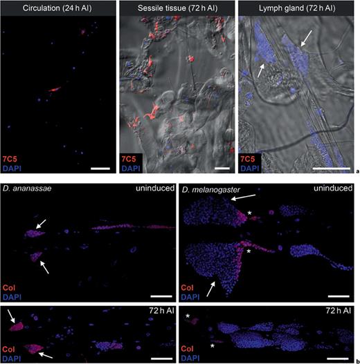 Fig. 4. The compartmental origin of MGHs. a The presence of MGHs in the larval hematopoietic compartments after infestation (AI) is revealed by cell type-specific staining (red). The arrows indicate the primary lobes of the lymph gland. b Collier staining (Col; red) of D. ananassae and D. melanogaster lymph glands. The arrows indicate the primary lobes, while the asterisks show the PSC. The pictures were selected from 3 independent experiments, with 4 larvae used in each group. Scale bars = 50 μm (see online version for colors).