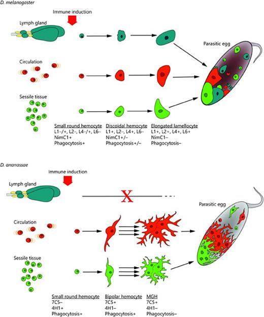 Fig. 7. Models of antiparasitic immune responses of D. melanogaster and D. ananassae. Small round phagocytic hemocytes, plasmatocytes, serve as precursors of the encapsulating blood cells, lamellocytes of D. melanogaster and MGHs of D. ananassae. The functional transition of phagocytic hemocytes to encapsulating cells is achieved through intermediate hemocyte types and is accompanied by characteristic changes in antigen expression patterns (indicated under each cell differentiation stage). Although the capsules formed by MGHs in D. ananassae and by lamellocytes in D. melanogaster are structurally similar, in D. ananassae melanization is not involved in the elimination of the parasite.