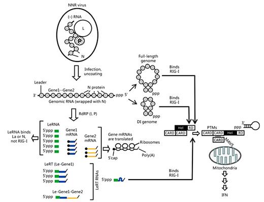 What Really Rigs Up RIG-I? | Journal of Innate Immunity | Karger Publishers