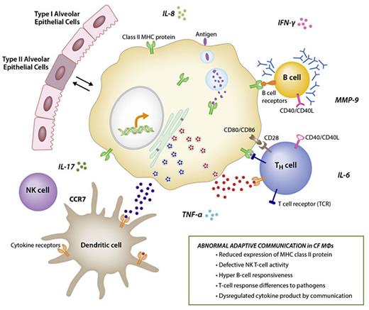 Fig. 2. The figure emphasizes the ‘team' function of MΦ contribution to immune function and the potential contributions to CF lung pathophysiology. MΦs, when dysfunctional, may not only alter their important role in healthy lung homeostasis, but also impact the surrounding immune community. T-cell communication networks through MΦ MHC class II (defined by genomic correlations), with the potential of contributing to inefficient B-cell, T-cell and NK-cell activity, suggesting downstream pathophysiology associated with MΦ dysfunction.