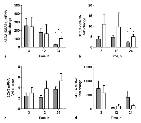Fig. 3. Differences in early- and late-induced transcriptional responses between COPD and non-COPD ALI-PBEC. Time course of NTHi-induced mRNA expression in COPD (gray bars, n = 12) and non-COPD AL-PBEC (white bars, n = 9). COPD and non-COPD ALI-PBEC were stimulated with 1 × 109 CFU/mL UV-inactivated NTHi for 3, 12, and 24 h, afterwards mRNA expression of DEFB4/hBD-2 (a), S100A7 (b), LCN2 (c), and CCL20 (d) was examined by qPCR. Stimulations were performed in duplicate. Data are shown as the fold change compared to unstimulated cells. All results are depicted as the mean ± SEM. The analysis of differences was conducted with an unpaired t test. * p < 0.05.