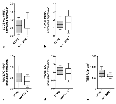 Fig. 4. Expression of epithelial differentiation markers and barrier function in COPD and non-COPD ALI-PBEC. Baseline mRNA expression of the cell differentiation markers SCGB1A1 (club cell; a), FOXJ1 (ciliated cell; b), MUC5AC (goblet cell; c), and TP63 (basal cell; d) was determined in differentiated ALI-PBEC from COPD (gray boxplots, n = 11 patients) and non-COPD (white boxplots, n = 8 patients) ALI-PBEC. Data are shown as normalized values. e The epithelial barrier integrity of COPD (gray boxplots, n = 9 patients) and non-COPD (white boxplots, n = 7 patients) ALI-PBEC was determined by measuring the TEER values. ALL results are shown as boxplots with whiskers from minimum to maximum or bars (means ± SEM). The analysis of differences was conducted with a 2-way ANOVA and Bonferroni post hoc test.