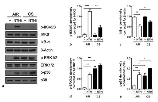 Fig. 7. CS impairs NTHi-induced NF-κB but not MAPK signal transduction in ALI-PBEC. a ALI-PBEC (n = 4-8) were exposed to AIR/CS and stimulated with 1 × 109 CFU/mL UV-inactivated NTHi for 30 min. NF-κB activation was assessed by measuring the phosphorylation of IKKα/β and degradation of IκB-α. MAPK signaling was assessed by determining the phosphorylation of ERK1/2 and p38. b-e Analysis of the data by densitometry. Results are shown as the mean ± SEM. Analysis of differences was conducted with a paired t test. * p < 0.05, ** p < 0.01, *** p < 0.001, **** p < 0.0001.