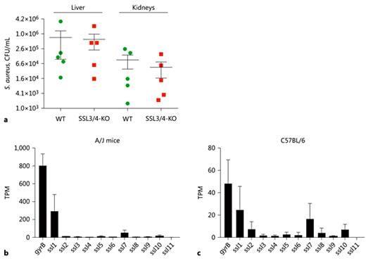 Fig. 2. SSL3 and SSL4 are likely not expressed in the murine system. a Pilot infection experiment shows no difference between wild-type (WT) and SSL3/4-knockout (KO) SH1000 strains. C57BL/6 female mice were intravenously injected with 4 × 107 CFU of S. aureus SH1000 WT (green circles) or SSL3/4-KO (red squares). CFU (shown on a log2 scale) were determined in the liver (left) and kidney (right) 24 h after infection. Each dot represents the mean ± SE of 1 mouse. b, c Expression levels of genes encoding SSL proteins by S. aureus SH1000 in the kidneys of A/J (b) and C57BL/6 (c) mice 48 h after infection. The level of expression of the gene encoding the housekeeping protein DNA gyrase B subunit (gyrB) is included for comparison. Each bar represents the mean transcripts per million (TPM) ± SD of triplicates. Transcription data have been extracted from the RNA-Seq data set deposited at http://www.ebi.ac.uk/ena/data/search?query=PRJEB14649, and the corresponding experimental information has been published by Thänert et al. [35].
