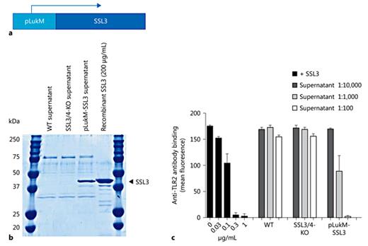 Fig. 3. Generation of the SSL3-overproducing strain. a The pLukM-SSL3 DNA construct. The LukM promoter was cloned upstream of the ssl3 gene. This plasmid was subsequently electroporated into S. aureus SH1000. b Supernatant of wild-type (WT), SSL3/4-knockout (KO), and pLukM-SSL3 SH1000 strains (after overnight growth) was loaded on 10% SDS-PAGE gel. Bands were visualized with InstantBlue. c An anti-TLR2 antibody competition assay [17] was performed to determine functional SSL3 levels present in the supernatant of the different S. aureus strains. Various concentrations of purified SSL3 and different dilutions of supernatant were incubated with HEK cells expressing TLR2 for 30 min at 4°C before addition of a functional blocking anti-TLR2-PE antibody. Subsequently, the binding of the anti-TLR2 monoclonal antibody was assessed by flow cytometry. A decrease in anti-TLR2-PE binding indicates the presence of TLR2-blocking SSL3 in the supernatant. The mean ± SD of 3 independent experiments is shown.