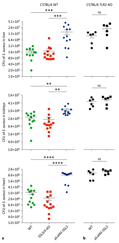 Fig. 4. Bacterial loads in systemic organs of mice infected either with Staphylococcus aureus wild-type (WT), SSL3/4-knockout (KO), or pLukM-SSL3 strains. a C57BL/6 female mice were intravenously injected with 4 × 107 CFU of S. aureus WT (green circles), SSL3/4-KO (red squares), or pLukM-SSL3 (blue diamonds). CFU (shown on a log2 scale) were determined in the liver (upper), kidney (middle), and heart (bottom) 24 h after infection. A total of 12-13 animals were included per group in 3 independent experiments. Each data point represents the mean ± SE of 1 animal. Statistical significance was determined using one-way ANOVA followed by the Tukey multiple-comparison test. ** p ≤ 0.01, *** p ≤ 0.001, **** p ≤ 0.0001. b C57BL/6 male TLR2-KO mice were intravenously injected with 4 × 107 WT (circles) or pLukM-SSL3 (squares) SH1000 bacteria. Organs were harvested, and CFU were determined (as in a). Data points represent the mean ± SE of 1 animal. A total of 6 animals were included from 2 independent experiments. Significance was determined by unpaired t test. ns, nonsignificant.