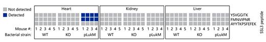 Fig. 6. Detection of SSL3 peptides in infected mouse tissues. The indicated SSL3 peptides (YSVGGITK, FMNVIPNR, and AYYTKPSFEFEK) were targeted using selected reaction monitoring mass spectrometry in tryptic digests of the heart, kidney, and liver homogenates from C57BL/6 mice infected with wild-type (WT), SSL3/4-knockout (KO), or pLukM-SSL3 Staphylococcus aureus strains. In samples with detected SSL3 peptides (blue), the concentration was below the limit of stable isotope-labeled peptide quantification (see online suppl. Fig. S3).
