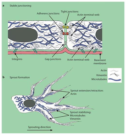 Fig. 2. Schematic depicting microtubule, vimentin and actin localization in quiescent versus activated endothelial cells: quiescent endothelial cells (a) and sprouting endothelial cells (b). Placement is based on the data shown in figure 1.