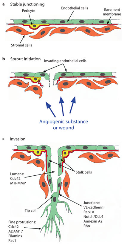 Fig. 3. Schematic illustration illustrating key steps in angiogenesis, along with molecules that transduce signals to the cytoskeleton to induce sprouting angiogenesis. a Quiescent endothelium exhibiting intact basement membrane (red), mural cell (yellow) and intact junctions. b Sprout initiation is stimulated by local production of angiogenic factors, which disrupt junctions and basement membrane integrity to initiate sprouting responses. c Sprout extension and new vessel growth. Key molecules that control lumen formation, junctional signaling and fine protrusion formation are indicated.