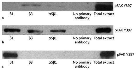 Fig. 7. Integrin immunoprecipitation: coprecipitation of pFAK Y397. a pFAK Y397 is coprecipitated with β3 and α5β1 integrins in SD rat arteries. b In contrast, pFAK Y397 is coprecipitated with all the integrins tested in TGR(mRen2)27 rat arteries. c Inhibition of remodeling with cRGDfV peptides results in coprecipitation of pFAK Y397 only with β1 integrins. Immunoprecipitations shown are representative of at least 3 experiments.