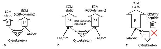 Fig. 9. Schematic representation of the role of β integrins in mediating FAK Y397 autophosphorylation of the resistance arteries. a Normotenisve: integrin α5β1 (involved in calcium influx) and β3 integrin subunits are mechanically activated resulting in FAK Y397/Src Y418 phosphorylation, and are probably required for normal vascular integrity during normotensive pressure fluctuations. Relatively little change in FAK Y397 and Scr Y418 phosphorylation is required for normal vascular adaptations to minor changes in pressure. Signaling of FAK/Src via ‘general' ECM-anchoring β1 integrins is minimal. b Hypertensive inward remodeling with cRADfV: during hypertensive remodeling, an increase in phosphorylation of the mechanosensitive FAK Y397/Src Y418 signaling complex is mediated via β1 and β3 integrins (but not the pSrc Y418 component of α5β1), suggesting a role of β1 and β3 integrin subunits to maintain vascular integrity in response to an increase in pressure. c Hypertrophic remodeling: abrogation of αVβ3 signaling with cRGDfV results in hypertrophy in response to pressure and mechanosignaling exclusively through β1 integrins. The majority of the β1 integrins are thought to be important in ‘anchoring' VSMCs within the matrix of the vascular wall. Exclusive mechanosensing of FAK Y397 via β1 integrins through this rigid scaffold is thought to be central to these structural adaptations in hypertension.