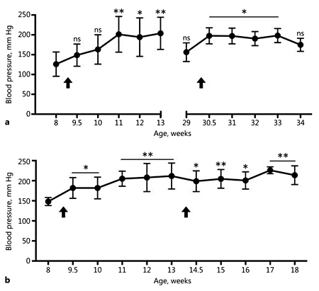Fig. 2. Systolic blood pressure (SBP) measurements. All cohorts show a statistically significant elevation in SBP after AngII pump implantation (arrows). a SBP for Cohort 1 (weeks 8-13) and Cohorts 1b and 3 (weeks 29-34). b SBP for Cohort 2a (weeks 8-13) and Cohort 2b (weeks 13-18). The online supplementary S1 Table shows all individual data points for systolic, diastolic, and mean arterial BP measurements. ns, nonsignificant. * p < 0.05, ** p < 0.001, vs. baseline (one-way ANOVA with the Dunnett multiple-comparisons test).