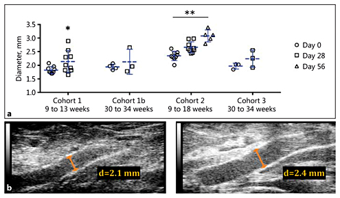 Fig. 3. Suprarenal aortic diameter measurements. a Mean suprarenal aortic diameter increased over 28 or 56 days of AngII infusion. These changes were significant for Cohorts 1 and 2 but not for Cohorts 1b (p = 0.45) and 3 (p = 0.18). One animal in Cohort 1b died between implantation and sacrifice. b Representative long-axis B-mode images at days 0 and 28 for an animal in Cohort 3. d, diameter. * p < 0.05; ** p < 0.001 vs. day 0 (Student t test; Kruskal-Wallis test with Dunn multiple-comparisons test).