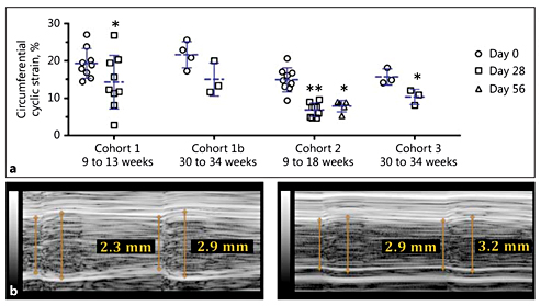 Fig. 5. Suprarenal aortic circumferential cyclic strain measurements. a Suprarenal aortic circumferential cyclic strain significantly decreased after 28 days of AngII infusion in all cohorts except Cohort 1b (p = 0.077). Circumferential cyclic strain for Cohort 2b remained significantly reduced after 56 days. One animal in Cohort 1b died between implantation and sacrifice. b Representative M-mode traces at days 0 and 28 for an animal in Cohort 1b. * p < 0.05; ** p < 0.001 relative to day 0 (Student t test; Kruskal-Wallis test with Dunn multiple-comparisons test).