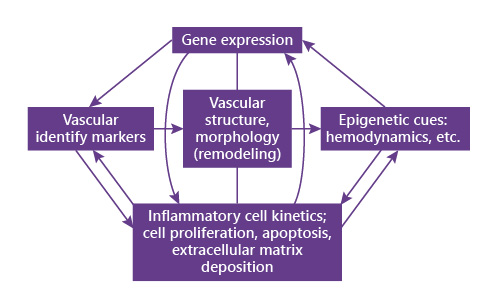 Fig. 1. Vascular identity markers are involved in vascular remodeling. The dynamic interplay between gene expression, vascular identity markers, vascular structure, epigenetic cues (e.g., hemodynamics), and the biologic response of the vascular wall construct a regulatory network of vascular remodeling.