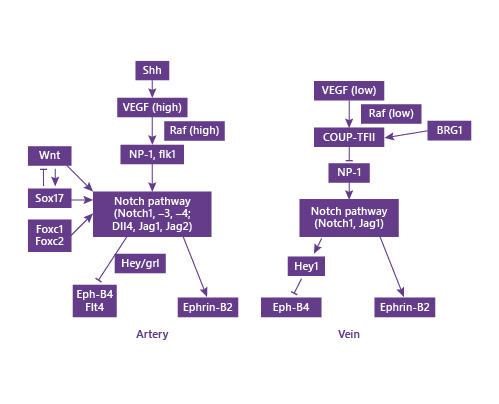 Fig. 2. Signaling pathways involved in arteriovenous specification. Shh lies at the top of arterial specification and triggers the expression of VEGF, while at high concentrations, promoting Notch signaling activation. Wnt and other transcription factors, such as Foxc1, Foxc2, and Sox17, cooperate to activate Notch signaling and determine arterial fate. Instead, vein progenitors are exposed to low VEGF concentrations and express COUP-TFII transcription factor, which promotes venous identity by suppressing Notch, Jag1 signaling, and ephrin-B2. BRG1, brahma-related gene 1; COUP-TFII, chicken ovalbumin upstream promoter transcription factor II; Dll, Delta-like; Eph, erythropoietin-producing hepatocellular; Flk, fetal liver kinase; Flt, Fms-related tyrosine kinase; Foxc, Forkhead box C; grl, notch-gridlock; Hey, Hes-related family BHLH transcription factor with YRPW motif; JAG, gap junction alpha; NP, neuropilin; Raf, rapidly accelerated fibrosarcoma; Shh, sonic hedgehog; Sox, sex determining region Y-box; VEGF, vascular endothelial growth factor; Wnt, wingless/integrated.