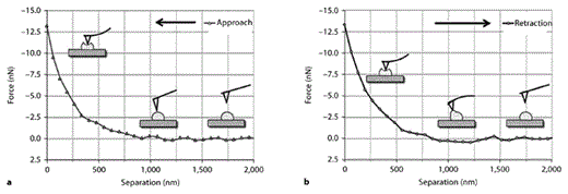 Fig. 1. Force-distance curves obtained in a single MC. a The slope of the approach curve: the AFM tip is moved vertically towards the cell. After the AFM tip has engaged against the cell surface, the cantilever bends upward when the cell is indented. b The slope of the retraction curve: the AFM tip is moved vertically away from cell. When the AFM tip was retracted from the cell, adhesion occurred between the probe and the cell surface. The adhesion force caused the cantilever to bend downward.