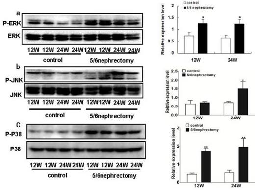 Fig. 2. The expression of phosphorylation ERK/MAPK, JNK/MAPK and P38/MAPK in renal tissue. Western blot analysis showed that the phosphorylated ERK/MAPK (a), phosphorylated JNK/MAPK (b) and phosphorylated P38/MAPK (c) were upregulated in 5/6 nephrectomized rats. Data are mean±SD, *P<0.05, **P<0.01 versus control. n=6/group.