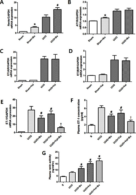 Fig. 1. Relationship between ET-1 and RAS. Bosentan treatment increased the mRNA expression of renin in sham and UUO kidneys (A). It also elevated the mRNA expression of AT1R in sham kidneys. However, there were no significant differences in mRNA expression of AT1R in UUO kidneys (B). Valsartan treatment did not affect renal ET(A)R or ET(B)R mRNA expression in UUO kidneys (C and D). Bosentan and valsartan significantly reduced renal ET-1 mRNA expression and plasma levels of ET-1 compared to vehicle-treated UUO mice. Co-treatment with bosentan and valsartan significantly reduced renal ET-1 mRNA expression and plasma levels of ET-1 compared to single-treated UUO mice (E and F). Plasma renin activity (PRA) was higher in UUO mice than in sham mice. Plasma renin activity (PRA) was higher in valsartan- and bosentan-treated UUO mice compared to vehicle-treated UUO mice (G). * P < 0.05, vs. sham, # P < 0.05, vs. UUO, † P < 0.05, vs. single treatment in UUO.
