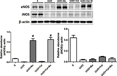 Fig. 2. Representative kidney tissue sections immunostained for eNOS and iNOS. UUO kidneys showed decreased expression of eNOS and iNOS in vehicle-treated mice. Bosentan treatment increased eNOS expression in the kidneys. In addition, co-treatment of bosentan and valsartan increased eNOS expression. # P < 0.05, vs. UUO.
