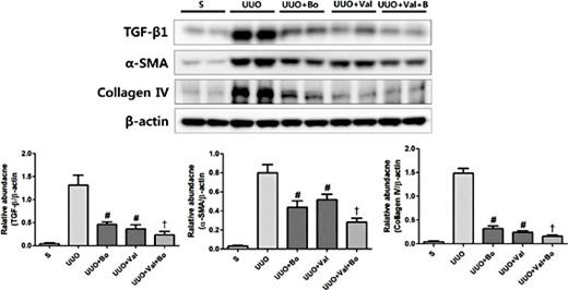 Fig. 4. Representative kidney tissue sections immunostained for TGF-β, α-SMA, and collagen IV. The levels of TGF-β, α-SMA, and collagen IV were greater in vehicle-treated UUO mice than in sham mice, and bosentan and valsartan treatment significantly reduced the levels of each in UUO kidneys (N), as did co-treatment, compared to single treatments. # P < 0.05, vs. UUO, † P < 0.05, vs. single treatment in UUO.