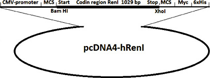 Fig. 2. The vector containing the full-length renalase gene nucleotide sequence encoding native renalase.