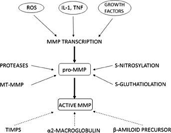 Fig. 1. Regulation of MMPs synthesis and activity.