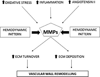 Fig. 2. Possible role of MMPs in vascular remodelling in arterial hypertension.