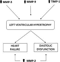 Fig. 3. Possible role of MMPs in cardiac remodelling in arterial hypertension.