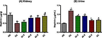Fig. 2. Comparison in kidney nephrin and urinary nephrin concentration in the non-diabetic control (ND), diabetic control (DC), diabetic animals treated with pectin-insulin patches (20.0, 40.8 and 82.9 µg/kg) and diabetic animals subcutaneously administered with insulin (SC). α=p<0.05 when comparing DC and ND, *=p<0.05 when comparing patch treatment and DC, #=p<0.05 when comparing SC and DC.
