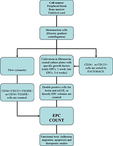 Fig. 1. Culture and flow cytometry methods for counting and cultivation of EPCs (FACS: Fluorescence-activated cell sorting, MACS: Magnetic-activated cell sorting, acLDL: acetylated low-density lipoprotein).