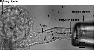 Fig. 1. The renal afferent arteriolar microperfusion.
