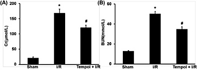 Fig. 2. Effects of tempol on renal function after renal I/R injury. (A) Effects of tempol on serum creatinine after renal I/R injury. (B) Effects of tempol on serum BUN after renal I/R injury. Data are expressed as mean ± SEM, (n=8), * p< 0.05 vs sham group; # p< 0.05 vs I/R group.